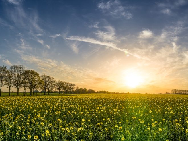 oilseed rape, field of rapeseeds, field-2135026.jpg